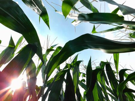 In the middle of a field with tall corn stalks, looking up at the clea sky with the sun shining, Lancaster Pennsylvaniaの写真素材