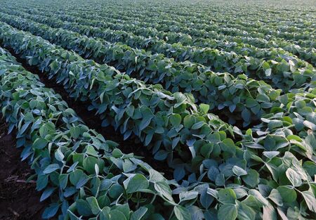 Looking out across a field of soybeans plants, in the morning sunlight, Lancaster Pennsylvaniaの写真素材