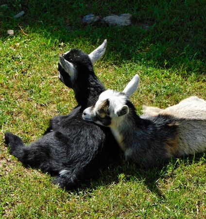 A pair of baby goats resting in the sunlight, on the Amish Farm and House in Lancaster County, Pennsylvaniaの写真素材