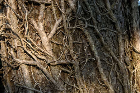 Brown dead vines that once climbed up the tree trunk