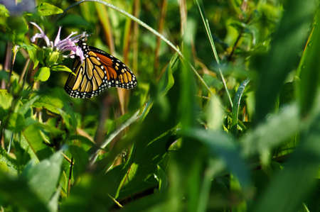 An orange, black and white Monarch butterfly getting nectar from a purple Bee balm flower