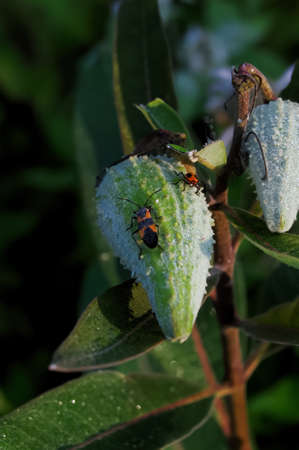 A black and orange milkweed bug on a green unripe milkweed podの写真素材
