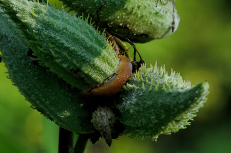 A brown slug crawling on an green unripe milkweed pod