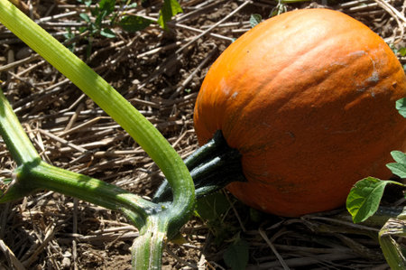 A bright orange pumpkin still on the vine in a fieldの写真素材