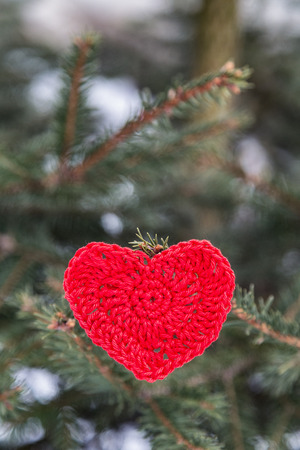 red heart on pine branch in winterの写真素材