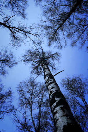 Loking up to blue sky along birch boles.の写真素材