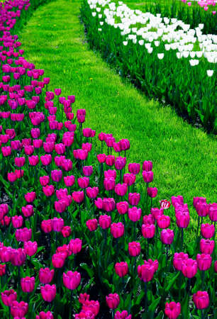 Tulip flower-bed.の写真素材