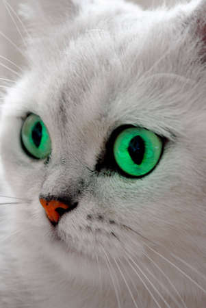 Close-up look of british shorthairs chinchillas colored cat.の写真素材