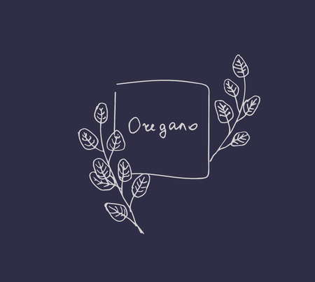 Hand drawn set of culinary herb. Basil and mint, rosemary and sage, thyme and parsley. Food design logo elementsのイラスト素材