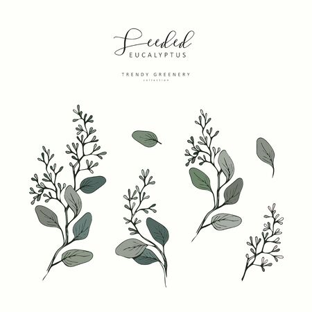 Seeded eucalyptus branch. Hand drawn wedding herb, plant elegant leaves for invitation save the date card design. Botanical rustic trendy greenery vector illustrationのイラスト素材