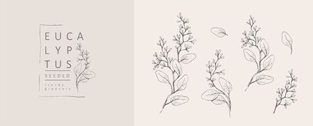 Seeded eucalyptus and branch. Hand drawn wedding herb, plant and monogram with elegant leaves for invitation save the date card design. Botanical rustic trendy greenery vector illustrationのイラスト素材
