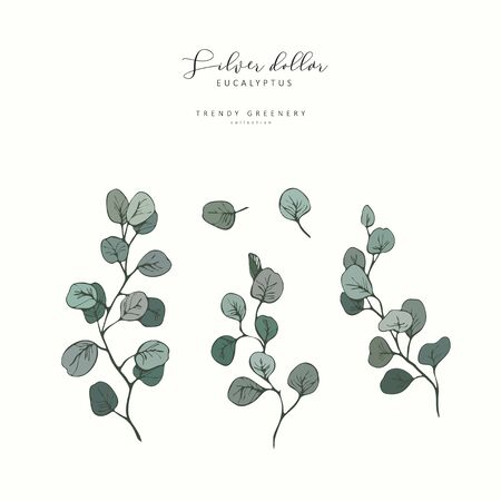 Eucalyptus Silver Dollar branch. Hand drawn wedding herb, plant elegant leaves for invitation save the date card design. Botanical rustic trendy greenery vector illustrationのイラスト素材
