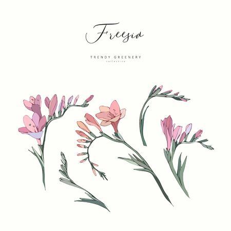 Freesia flowers branch. Hand drawn wedding herb, plant elegant leaves for invitation save the date card design. Botanical rustic trendy greenery vector illustrationのイラスト素材