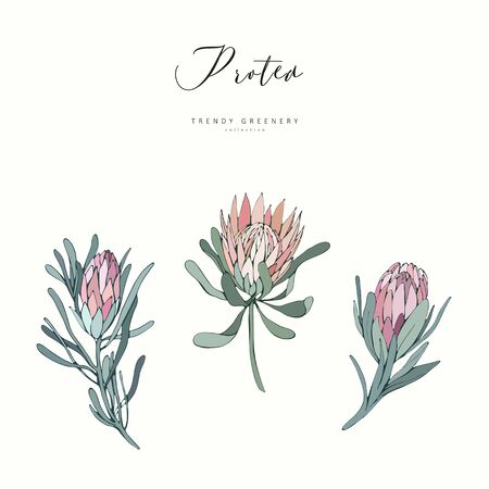 Protea flowers. Hand drawn wedding herb, plant elegant leaves for invitation save the date card design. Botanical rustic trendy greenery vector illustrationのイラスト素材