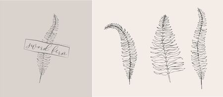 Sword fern leaf  branch. Hand drawn wedding herb, plant and monogram with elegant leaves for invitation save the date card design. Botanical rustic trendy greenery vector illustrationのイラスト素材