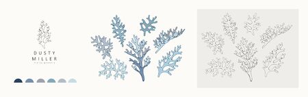 Dusty miller plant  and branch. Hand drawn wedding herb, plant and monogram with elegant leaves for invitation save the date card design. Botanical rustic trendy greenery vector illustrationのイラスト素材