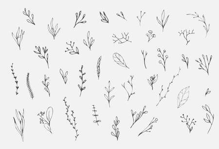 Floral branch. Hand drawn wedding herb, homeplant with elegant leaves for invitation save the date card design. Botanical rusticのイラスト素材