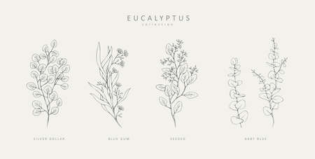 Floral branches of different types of eucalyptus, silver dollar, baby blue, blue gum, seeded. Hand drawn wedding herb with elegant leavesのイラスト素材