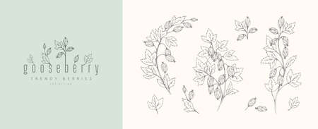 Gooseberries floral branch and logo set. Hand drawn line berries, elegant leaves for invitation save the date card. Botanical rustic trendy greeneryのイラスト素材