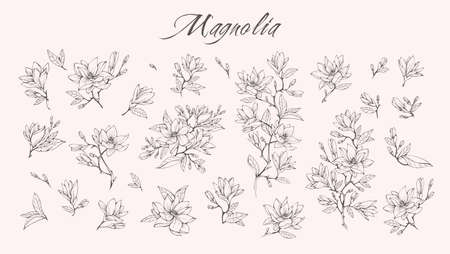 Magnolia flower logo and branch set. Hand drawn line wedding herb, elegant leaves for invitation save the date card. Botanical rusticのイラスト素材