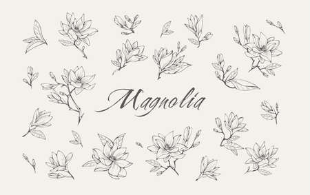 Magnolia flower logo and branch set. Hand drawn line wedding herb, elegant leaves for invitation save the date card. Botanical rustic trendy greenery vector collectionのイラスト素材
