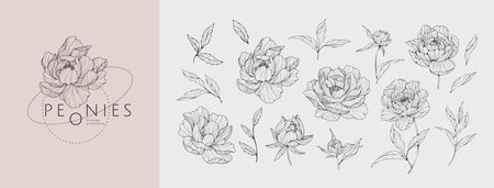 Set of luxury peonies flowers . trendy botanical elements. Hand drawn line leaves branches and blooming. Wedding elegant wildflowers for invitation save the date card. Vector trendy greeneryのイラスト素材