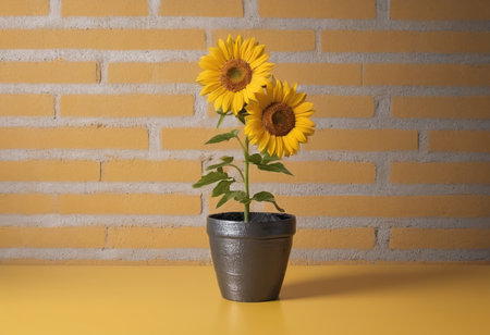 Sunflower in a pot on a yellow table and brick wall backgroundの素材