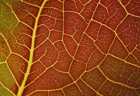 Macro shot of a red leaf with veins, close-upの素材