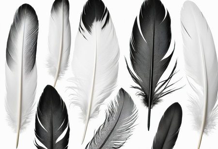 Feathers of different colors on a white background. Isolatedの素材