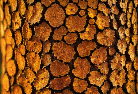 Close up of the bark of a pine tree in the forest.の素材