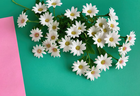 White daisies on green background. Flat lay, top viewの素材