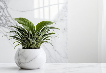 Indoor plant in a white pot on a white marble table.の素材