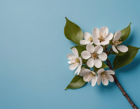 Flowering branch of cherry on a blue background with copy spaceの素材