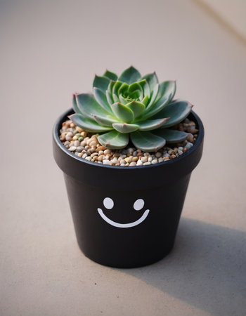Succulent plant with smiley face in a black pot.の素材