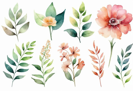 Watercolor flowers and leaves set. Hand painted floral elements isolated on white background.の素材