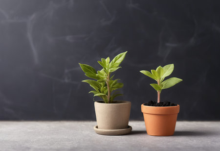 Small plant in a pot on a gray background. The concept of growing plants.の素材