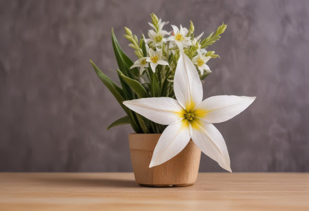 White daffodils in a vase on a wooden tableの素材