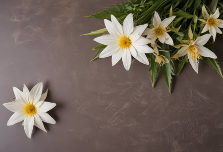White flowers on a gray background with space for text, top viewの素材