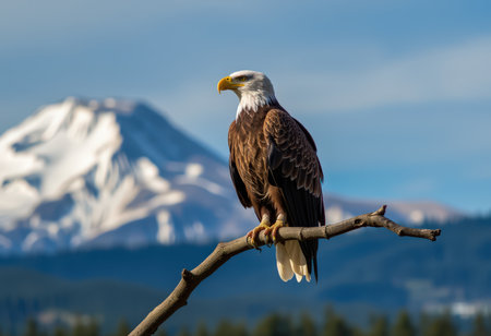 Bald Eagle (Haliaeetus leucocephalus) perched on a branch with Mount Hood in the backgroundの素材