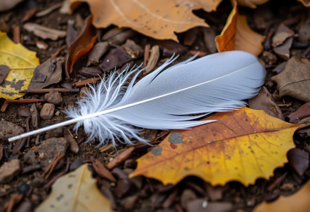 Feather of a bird on the ground in the autumn forest.の素材
