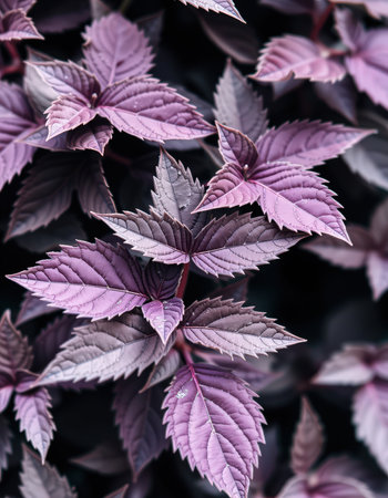 Purple leaves background, close up, selective focus, nature backgroundの素材