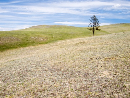Spring mongolian steppe with lonely treeの写真素材