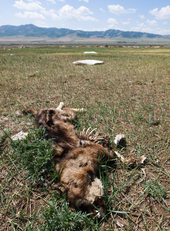 Mongolian steppe with the dead dogのeditorial素材