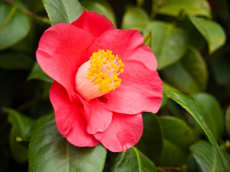 Detail of flowering red camelliaの写真素材