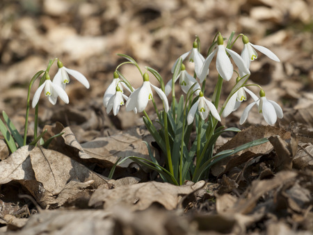 Group of wild snowdrops flowering in the forestの写真素材