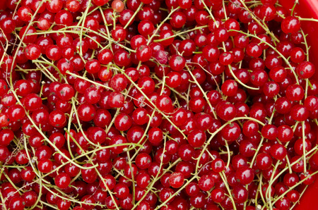 Close-up of freshly picked red currant  