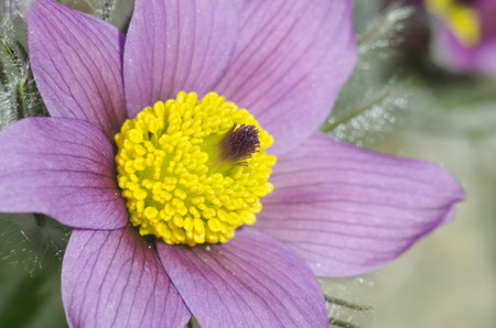 Close-up of flowering purple pasque flower (Pulsatilla)