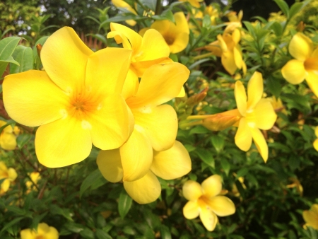 Yellow bells