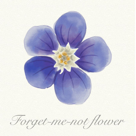 Blue forget-me-not flower isolated on a watercolor paper background with its nameの写真素材
