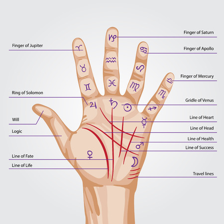 Palmistry map on open palm. vector illustration.のイラスト素材